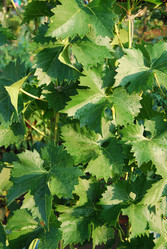 Similar image 184584