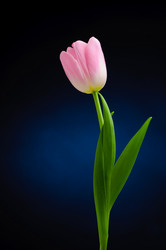 Similar image 184825