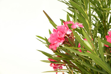 Similar image 184997