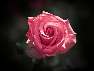 Similar image 185305