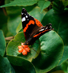 Similar image 185411