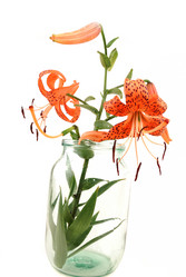 Similar image 185635