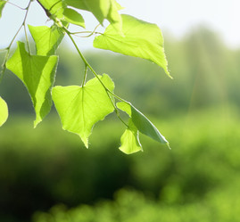 Similar image 186491