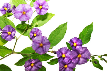 Similar image 186745