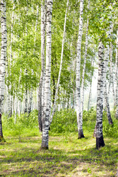 Similar image 187068