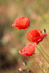 Similar image 187463