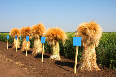 Similar image 187899