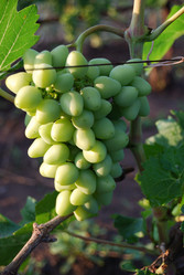 Similar image 188056