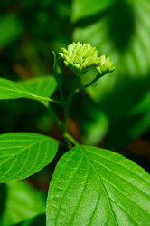 Similar image 188137