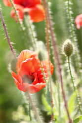 Similar image 188702