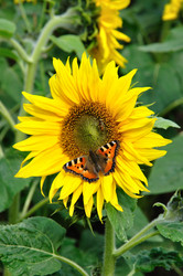 Similar image 191488