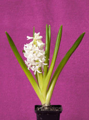 Similar image 192594