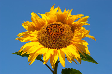 Similar image 193379