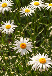 Similar image 193682