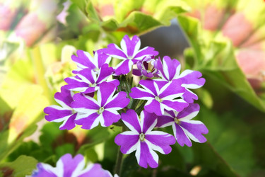 Similar image 193832