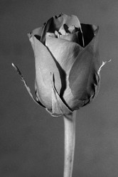 Similar image 193849