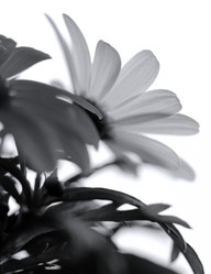 Similar image 193850