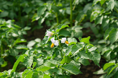 Similar image 195725