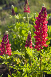 Similar image 196377