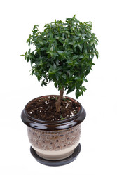 Similar image 196758