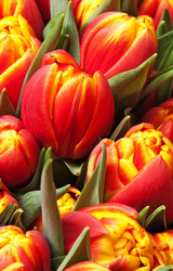 Similar image 196875