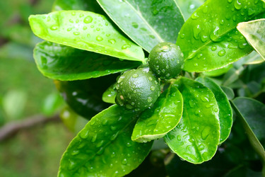 Similar image 196893