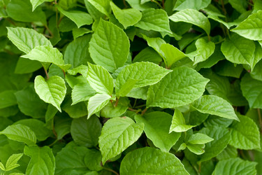 Similar image 196957