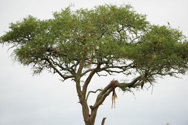 Similar image 197092