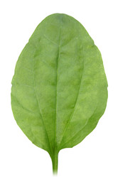 Similar image 197132