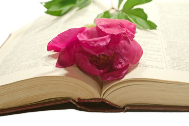 Similar image 197355