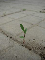 Similar image 197482