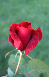 Similar image 197728