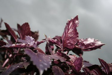 Similar image 198044