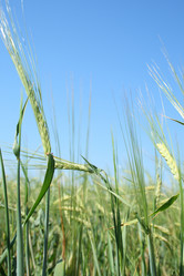 Similar image 198075