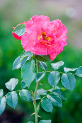 Similar image 198126