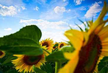 Similar image 198605