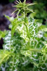 Similar image 199082