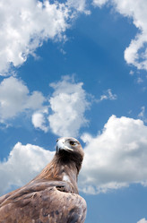 Similar image 199317