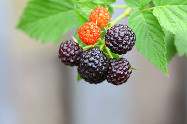 Similar image 199550