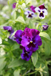 Similar image 199997