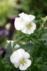 Similar image 199999