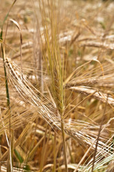 Similar image 200304