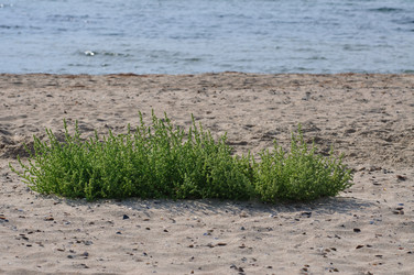 Similar image 200318