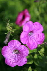 Similar image 200403