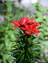 Similar image 201538