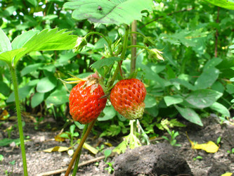 Similar image 201606