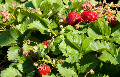 Similar image 201622