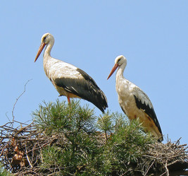 Similar image 201733