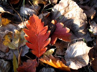 Similar image 202250