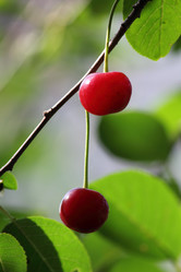 Similar image 202287